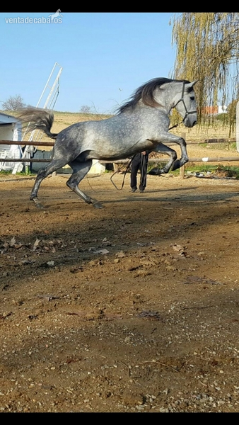 VENTA DE CABALLO ESPAÑOL PRE in 