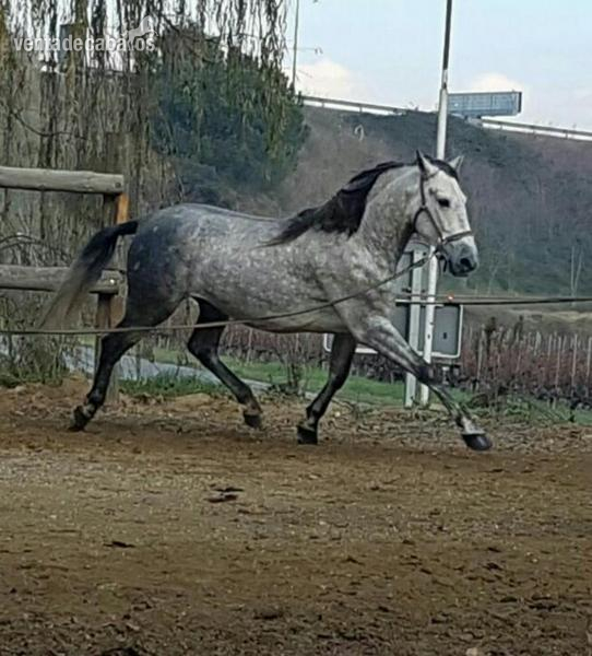 EPAÑOLA