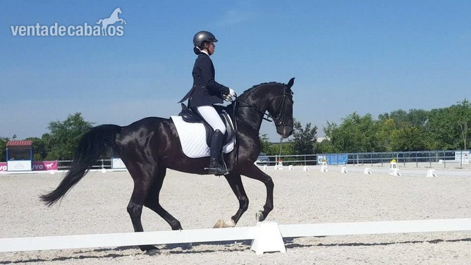 Caballo Westfaliano 10 años in 