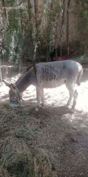 Burro