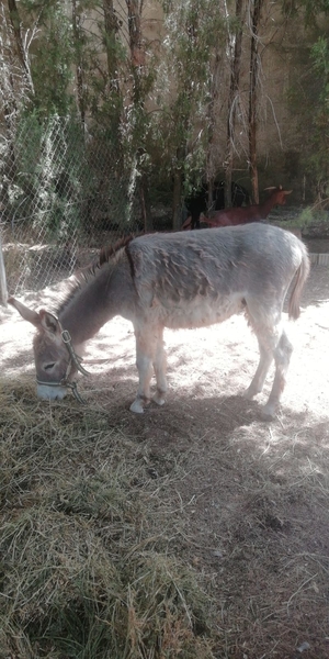 Burro