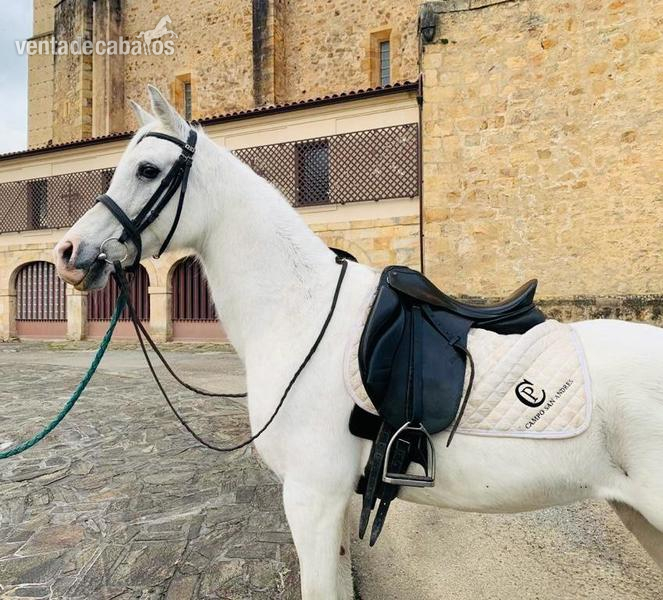 VENTA DE YEGUA ARABE MONTADA in 