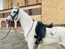 VENTA DE YEGUA ARABE MONTADA