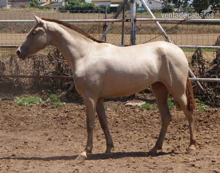 Potra PRE isabela, doble Prl in 
