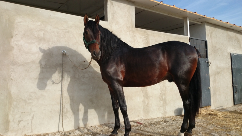 Caballos Pura Raza Española (P.R.E.) Pura Raza Española - POTRO PRE GUARDIOLA-ESCALERA 