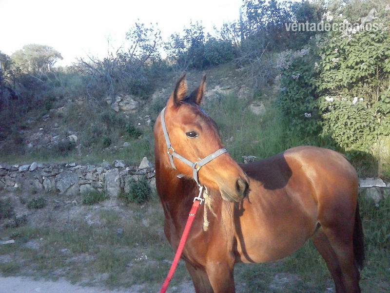 Aá