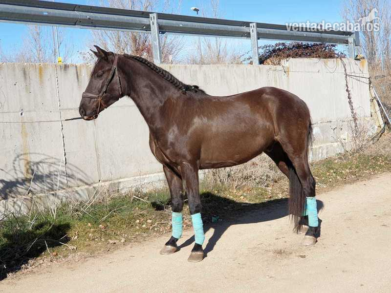 Caballo donado cocholatado in 