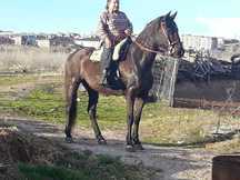 Caballo donado cocholatado