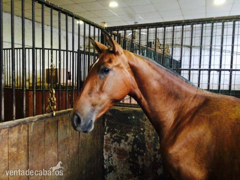 Caballos Pura Raza Española (P.R.E.) Pura Raza Española - Potros y potras de concurso