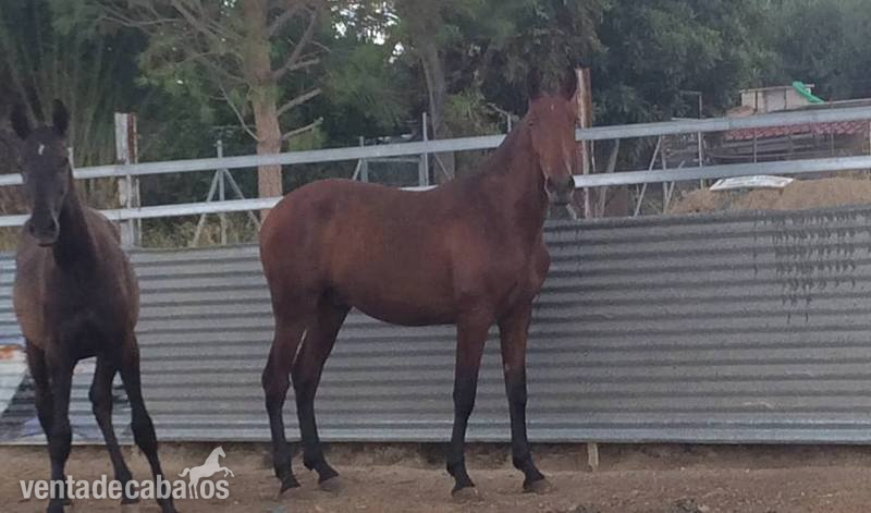 Potros y potras de concurso - Caballos Pura Raza Española (P.R.E.) Pura Raza Española