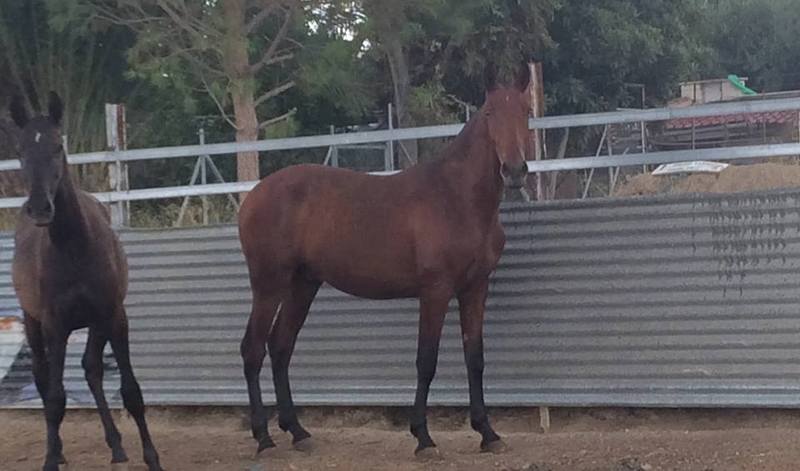 Potros y potras de concurso - Caballos Pura Raza Española (P.R.E.) Pura Raza Española