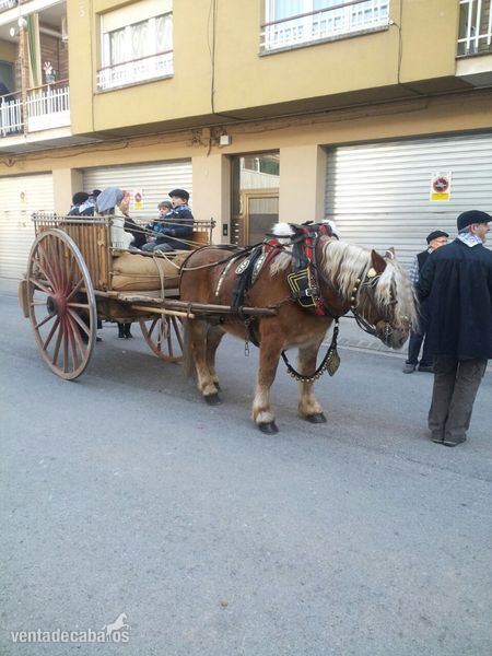 caballo hispano breton enganchado in 