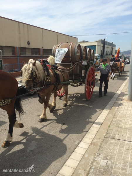 caballo hispano breton enganchado - Caballos Capados Hokkaido