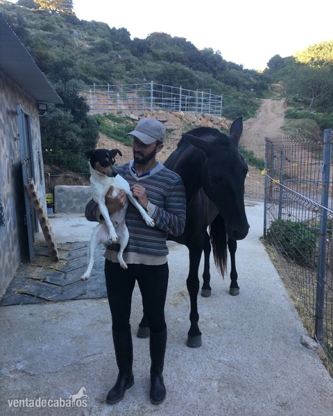 Caballos Pura Raza Española (P.R.E.) Pura Raza Española - Se vende potra Pura Raza Española 
