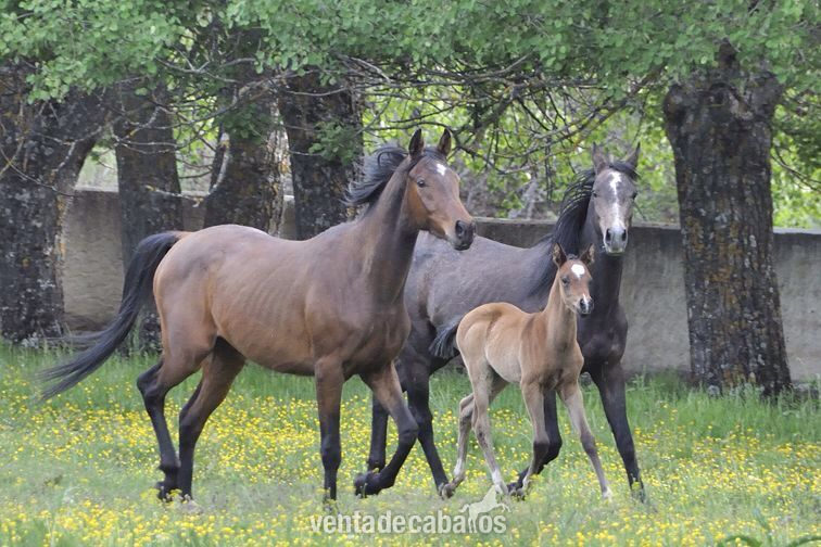 Caballos Árabes Anglo-árabe - Pura sangre anglo-árabes