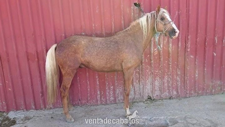 CABALLO DE DEPORTE ESPAÑOL in 