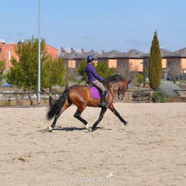 Caballo pura raza española de 8 años in 