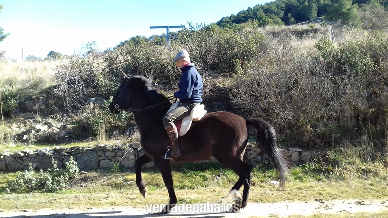 Caballo PRe Capado in 