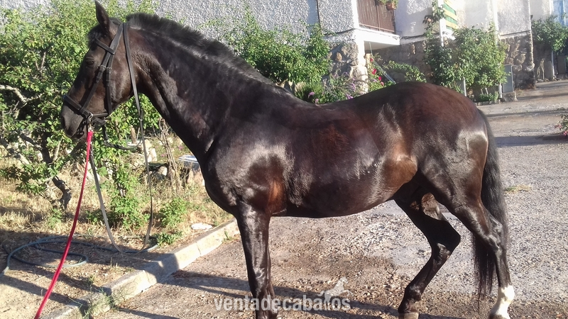 Caballos Capados PRE - Caballo PRe Capado
