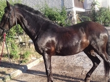 Caballo PRe Capado