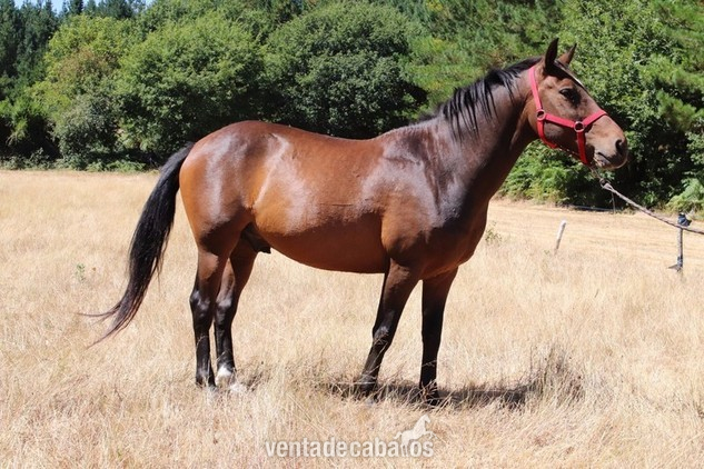 precioso caballo castaño in 
