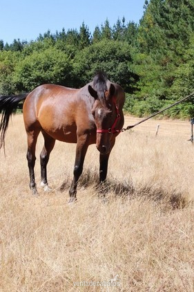 Caballo de Deporte Español (CDE) {TYPE}