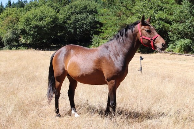 Caballos Capados Caballo de Deporte Español (CDE) - precioso caballo castaño