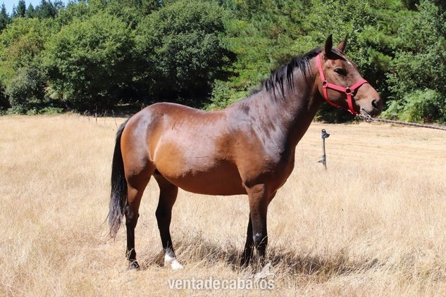 Caballos Capados Caballo de Deporte Español (CDE) - precioso caballo castaño