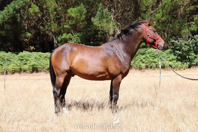 precioso caballo castaño - Caballos Capados Caballo de Deporte Español (CDE)