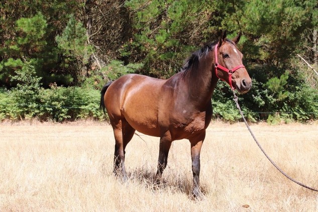 precioso caballo castaño - Caballo de Deporte Español (CDE)