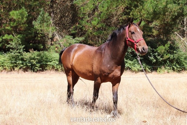 precioso caballo castaño - Caballo de Deporte Español (CDE)