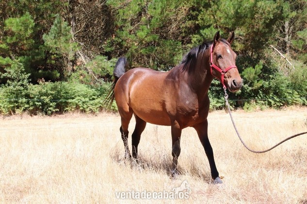 precioso caballo castaño - Caballos Capados