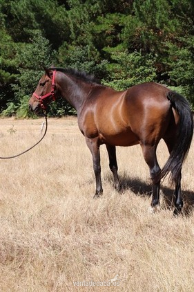 precioso caballo castaño