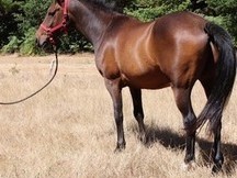 precioso caballo castaño