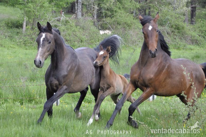 Pura sangre anglo-árabes - Caballos Árabes Anglo-árabe