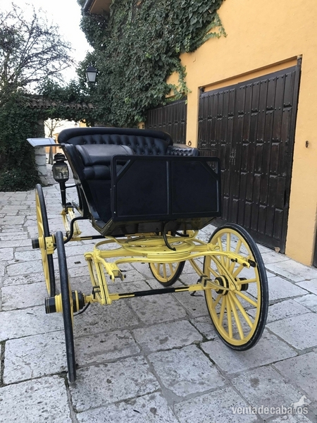 Araña Phaeton in 