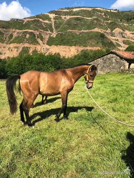 Hispano-Arabe