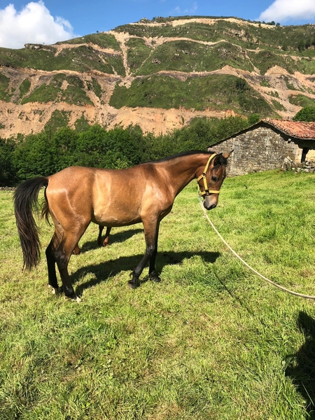 Hispano-Arabe
