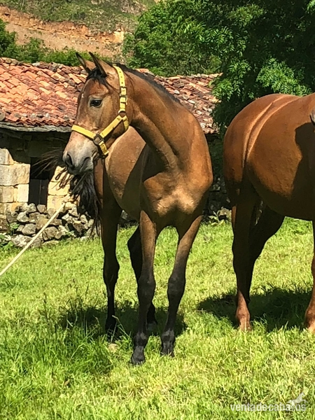Potro hispano arabe - Potros Hispano-Arabe