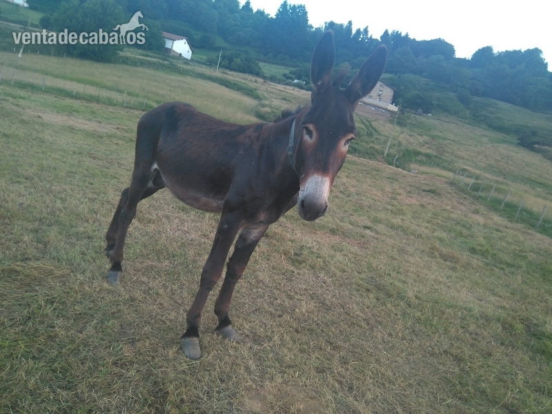 Se venden burros in 