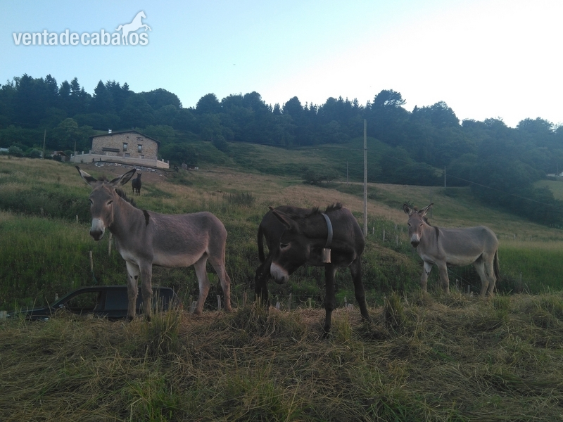 Burros mezcla  - Se venden burros