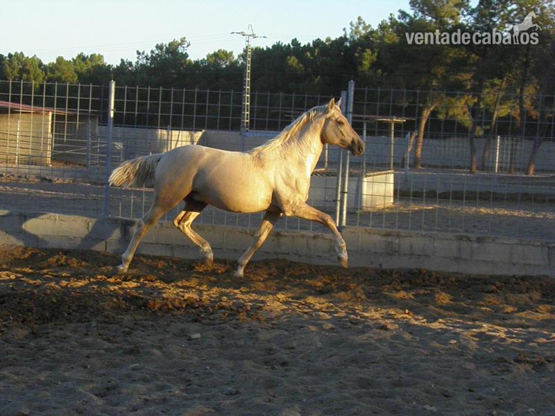 PALOMINO DE 2 AÑOS in 