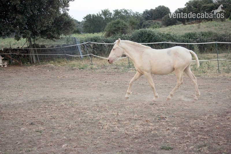 Caballo de Deporte Español (CDE)