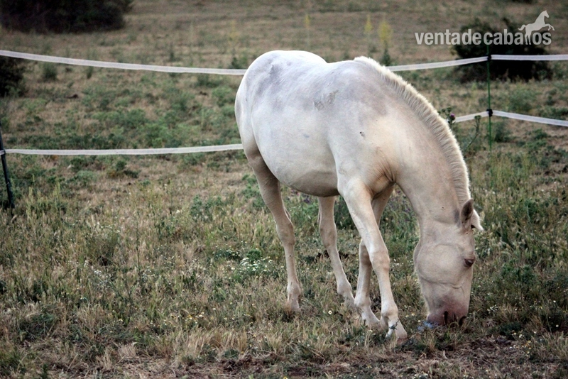 Caballo de Deporte Español (CDE) {TYPE}