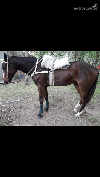 Mestiza {TYPE}