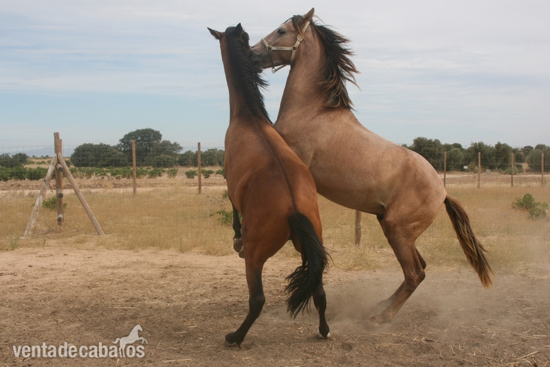 Caballos Pura Raza Española (P.R.E.) Pura Raza Española - Venta de potros PRE.
