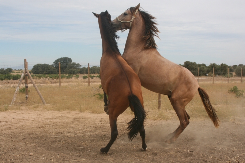 Caballos Pura Raza Española (P.R.E.) Pura Raza Española - Venta de potros PRE.