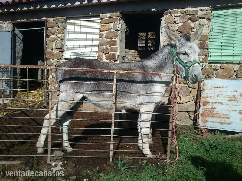 SE CAMBIAN o VENDEN 2 BURROS in 