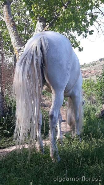 Yegua española torda in 