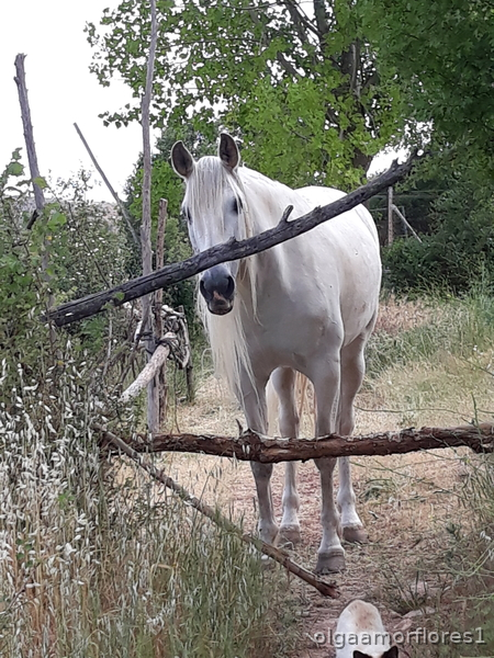 Yegua española torda - Yeguas Pura Raza Española